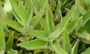 Kalanchoe alcohol for the treatment of varicose veins