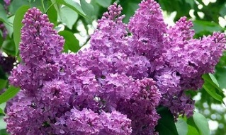 the use of lilac flowers for the treatment of varicose veins